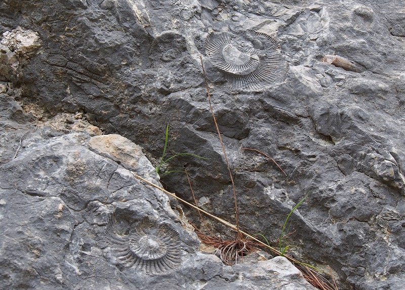 Fossil beach and Ammonite. (2750 m. route)